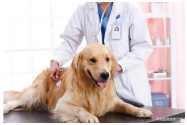 寵物醫(yī)療APP開發(fā)：寵物醫(yī)療APP開發(fā)有什么價(jià)值呢