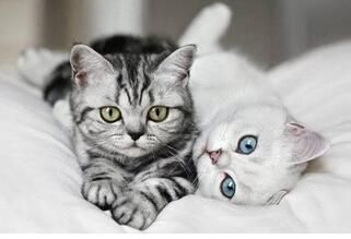 寵物醫療app開發